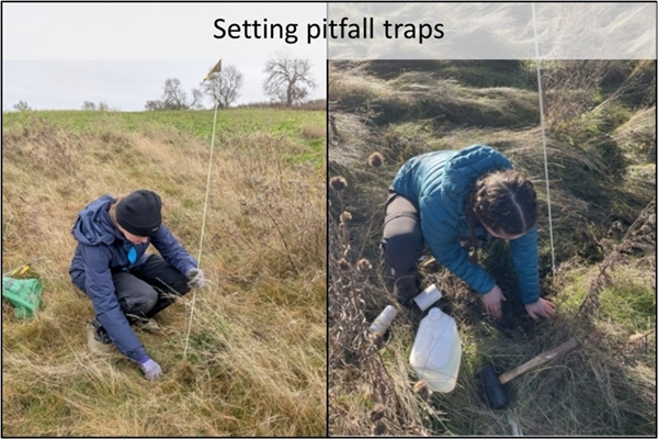 Setting pitfall traps