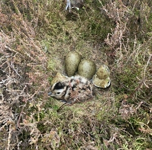 Chick in nest