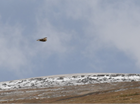 The secret lives of short-eared owls