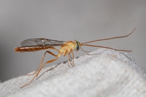 Ophion minutus