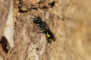 Ectemnius continuus