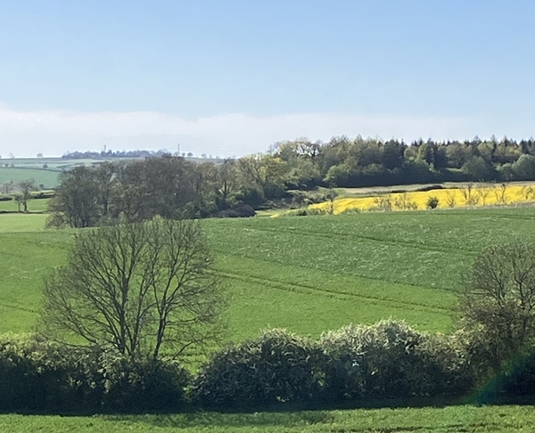 Hybrid wheat in Upper Pond