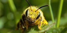 Solitary Bee Appeal