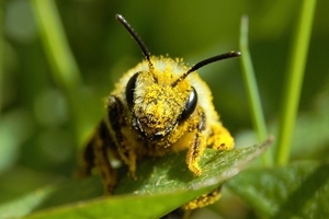 Ashy mining bee