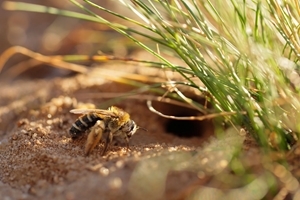 Mining bee