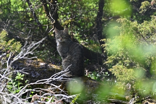 Scottish Wildcat (Saving Wildcats)