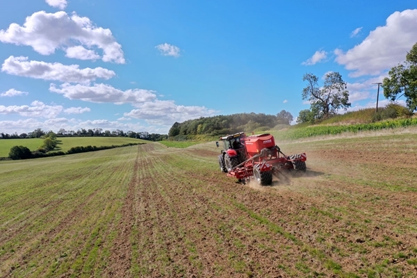 Loddington winter wheat