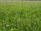Meadows Day: Sparing a thought for the rare wildlife and the arguably rarer managers supporting them