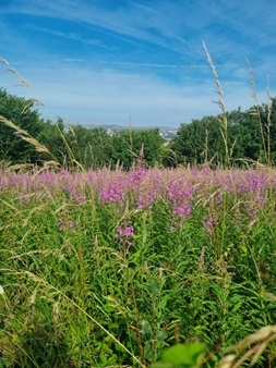 Meadow Flowers Jayna