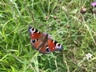 Limiting SFI funding puts at risk decades of biodiversity gain