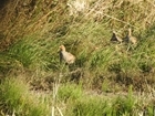 Join us on a GWCT Scotland Wild Grey Partridge Safari