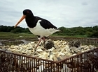 GWCT secures government backing for seven species recovery projects