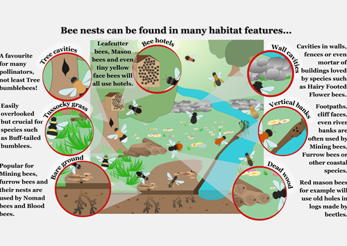 Bee Habitats - Jayna Connelly Bee Habitats - Jayna Connelly