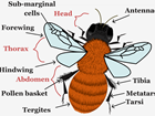 Getting to know solitary bee anatomy
