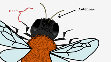 Antennae Jayna Connelly