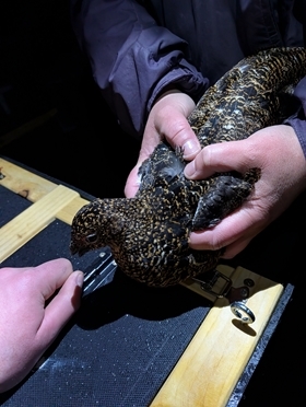 Red Grouse Hen Being Put Into An Overnight Box 2