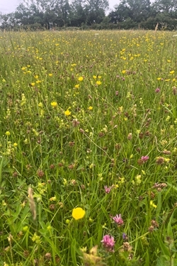 Species rich grassland hunted over by barn owls