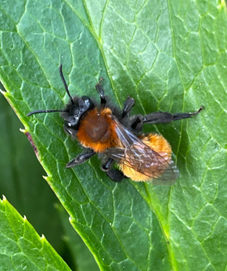 Mining Bee Ellie Ness