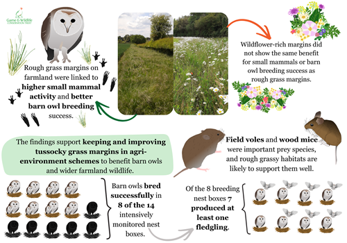 Rough Grass Barn Owl Infographic Jayna Connelly Rough Grass Barn Owl Infographic Jayna Connelly