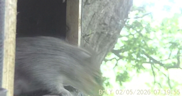 Squirrel leaving nest box