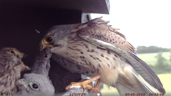 Male kestrel exchanging a vole with the female 