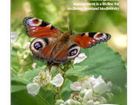 New report reveals benefits to biodiversity of gamebird releasing