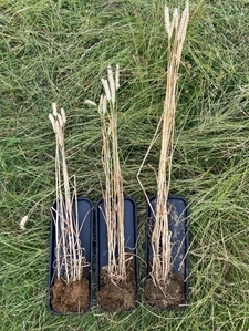 From L-R ‘plough , Direct Drill , Direct Drill + FYM