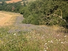 Why the shambles and shortage of SFI payments is a disaster for Nature Recovery