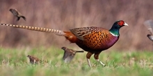 Game for Nature Appeal