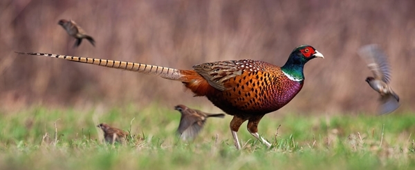 Pheasants and songbirds