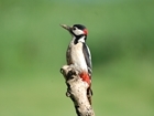 Feeding the birds: Do we do it for them or us?
