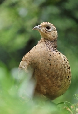 Common Pheasant Research Facts Game And Wildlife Conservation Trust