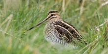 Snipe Appeal