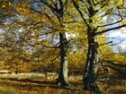 Protecting England’s trees: new opportunities in the Tree Health Pilot Scheme