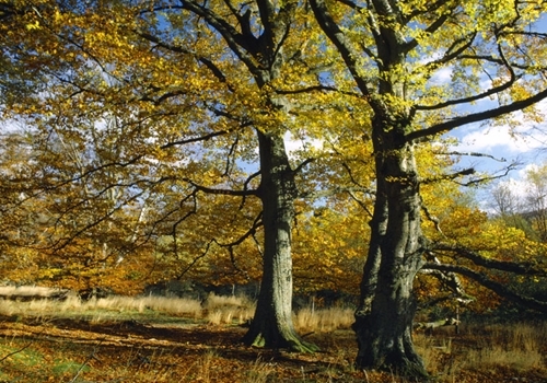 Beech Trees www.lauriecampbell.com