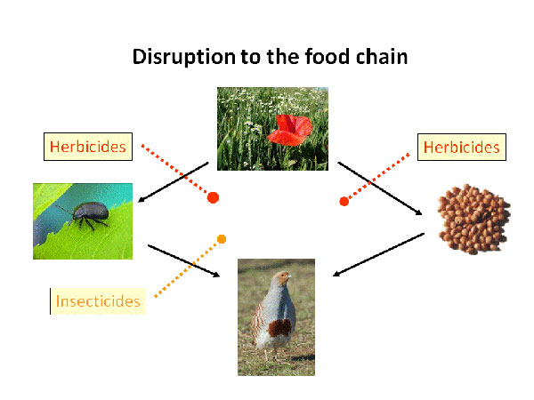 Land Food Chain