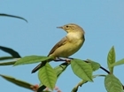 Allerton Project songbirds - migratory warblers