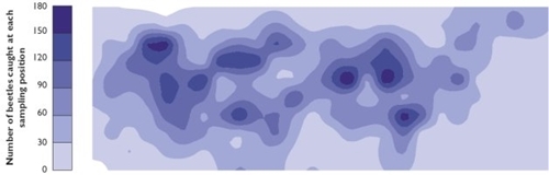 The field distribution of the beetle Poecilus cupreus. Contours were derived from the total number of beetles caught at each sampling position The field distribution of the beetle Poecilus cupreus. Contours were derived from the total number of beetles caught at each sampling position
