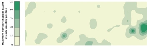 The field distribution of the aphid Metopolophium dirhodum. Contours were derived from the maximum number recorded at each sampling position The field distribution of the aphid Metopolophium dirhodum. Contours were derived from the maximum number recorded at each sampling position
