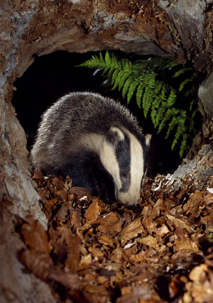 Is The Badger Cull Working Or Not? A Closer Look At The Latest Research ...