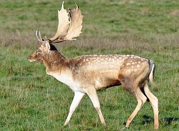 Fallow deer on sale