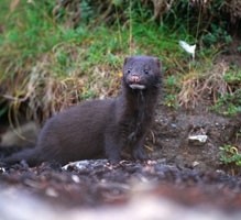 Mink Control Course, Hampshire image