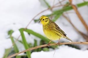 Yellowhammer In Winter www.lauriecampbell.com