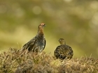 BBC looks into the decline in red grouse in Scotland