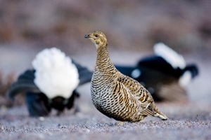 Black Grouse Greyhen3 www.davidkjaer.com