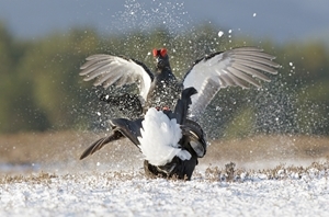 Black Grouse Lek1 www.davidkjaer.com