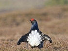 Taking Flight: Inside the GWCT Black Grouse Expansion Project