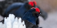 Parasitic worm commonly found in red grouse now found infecting wild black grouse in the Yorkshire Dales
