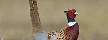 Defra Call for Evidence