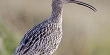 Study shows grouse management is one of several factors resulting in a high number of breeding curlews in Upper Teesdale